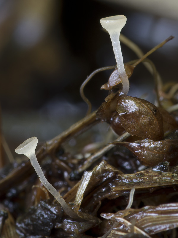 Gloeotinia aschersoniana